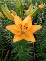 [4051 Royal Trinity SES No02.JPG]